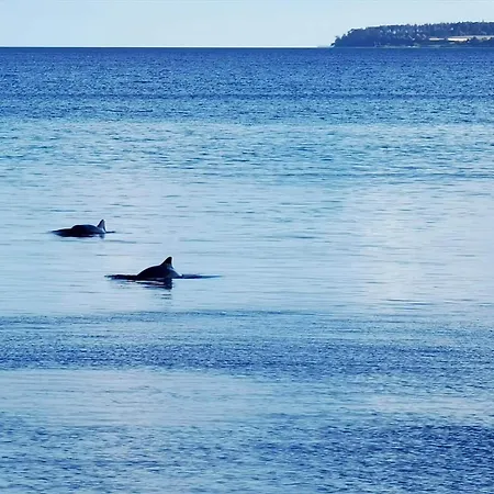 84174-knebel-fuglsovig-301 *